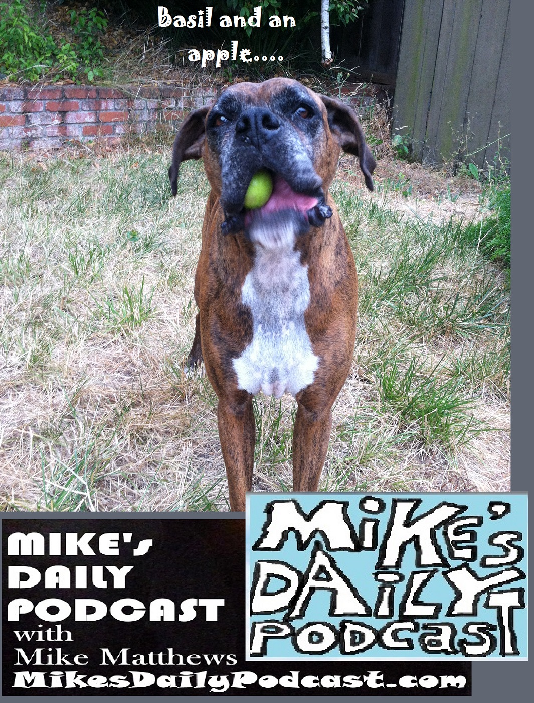 MIKEs DAILY PODCAST 1153 boxer eating apple