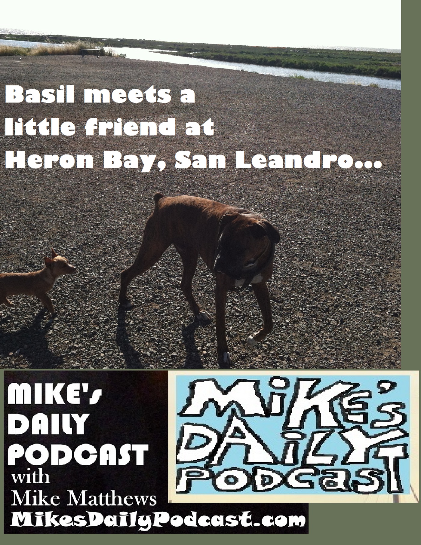 mikes-daily-podcast-1182-basil-chihuahua-heron-bay