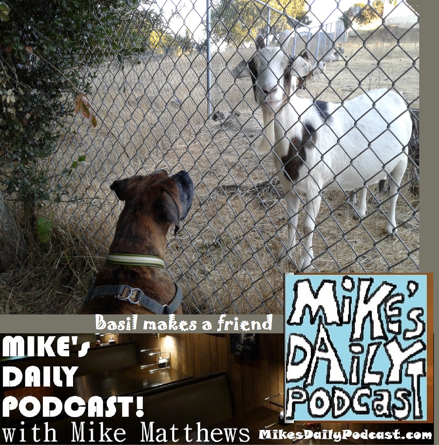 mikes-daily-podcast-1187-boxer-and-goat