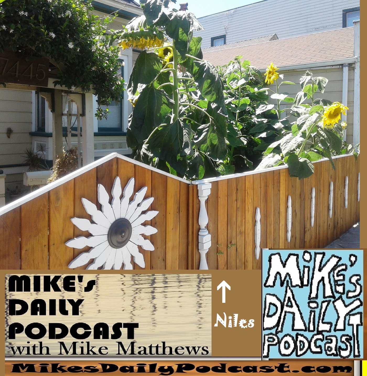 mikes-daily-podcast-1195-niles-sunflowers