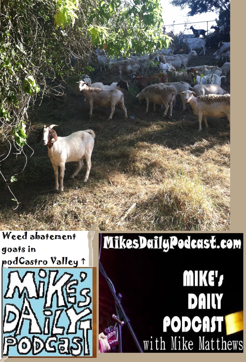 MIKEs DAILY PODCAST 1091 Castro Valley Goats and Sheep