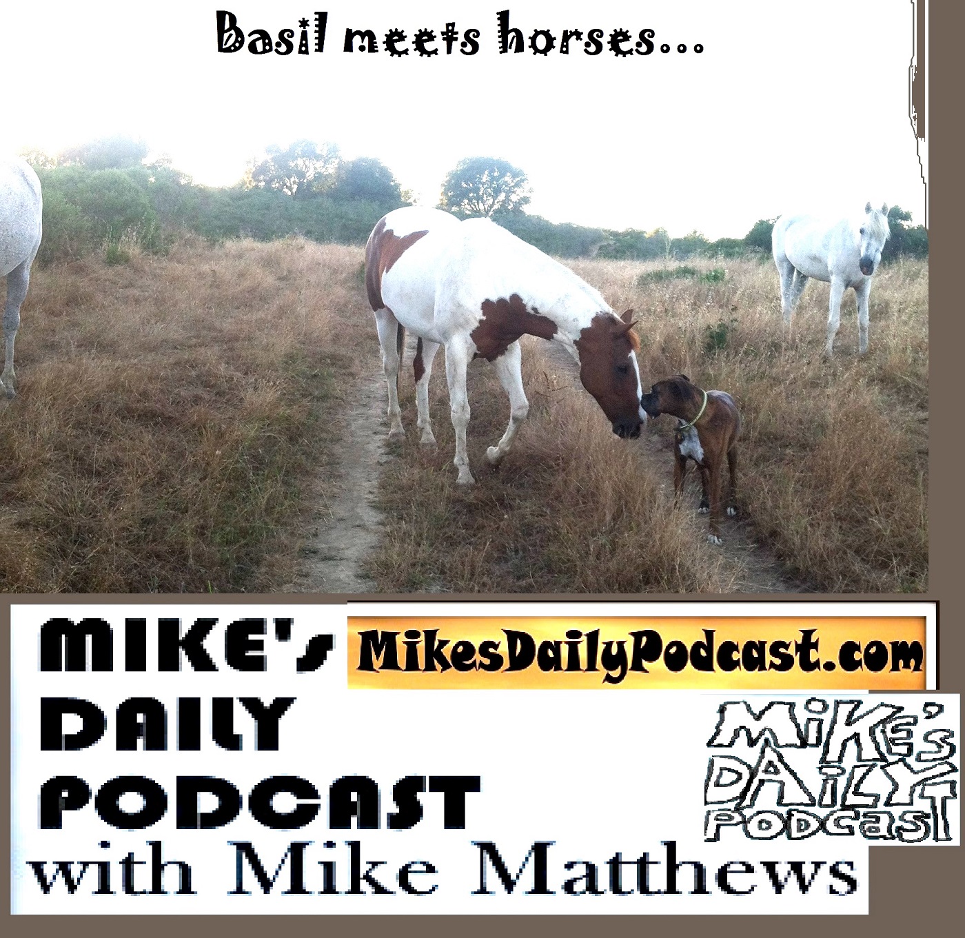 MIKEs DAILY PODCAST 1124 Horses Meets Boxer Basil