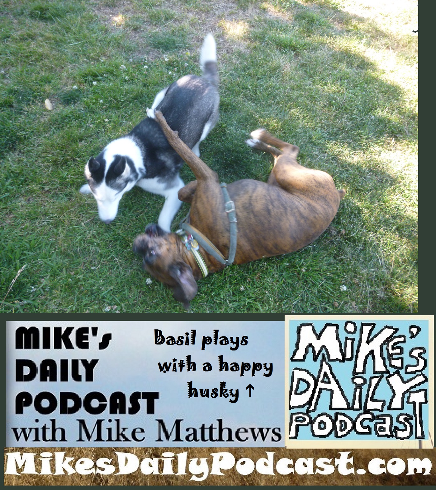 mikes-daily-podcast-1201-husky-plays-with-boxer