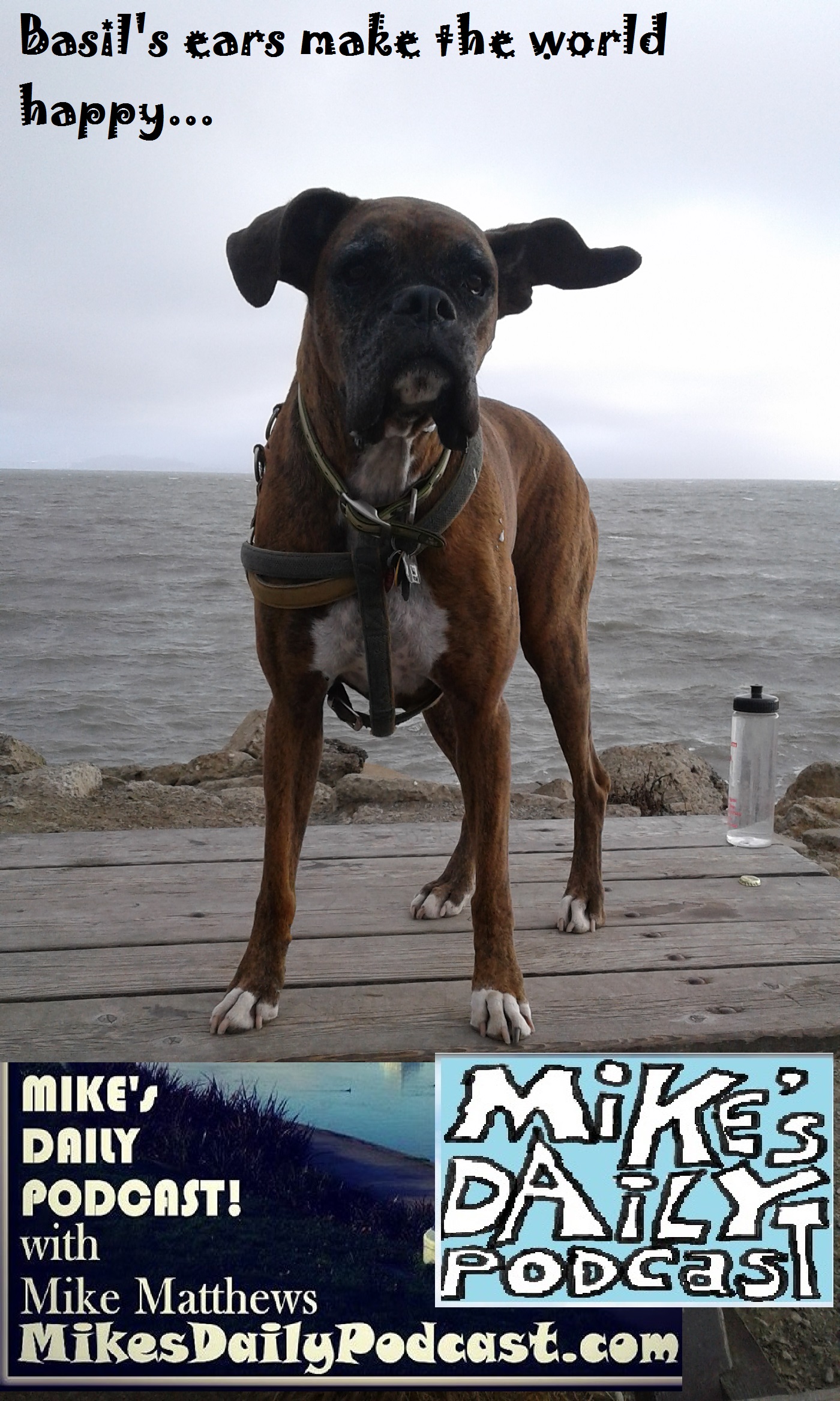 mikes-daily-podcast-1206-boxer-point-isabel-ears